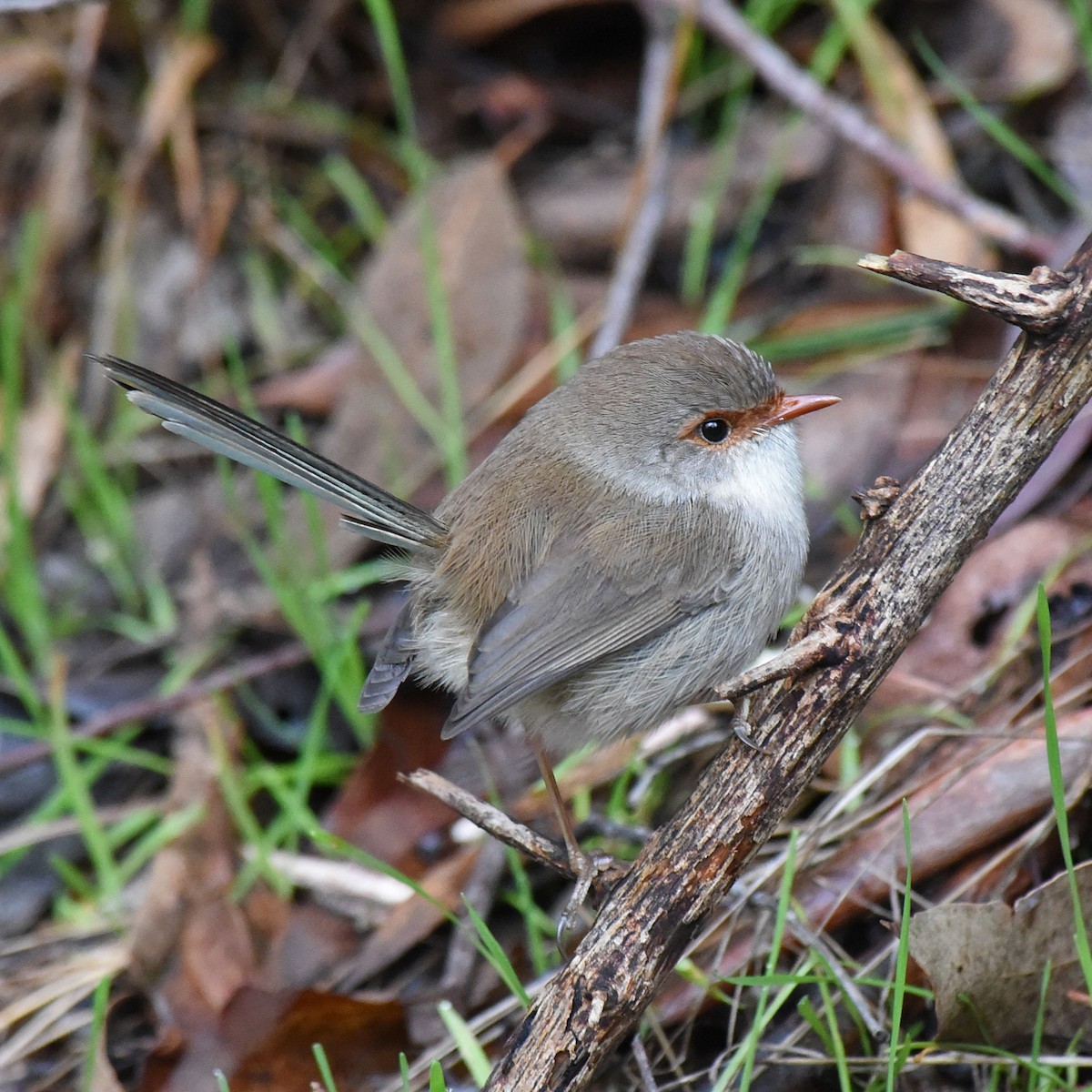 Superb Fairywren - ML104670861