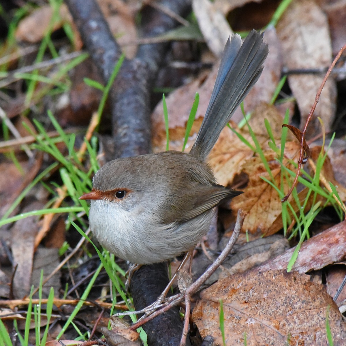 Superb Fairywren - ML104670871