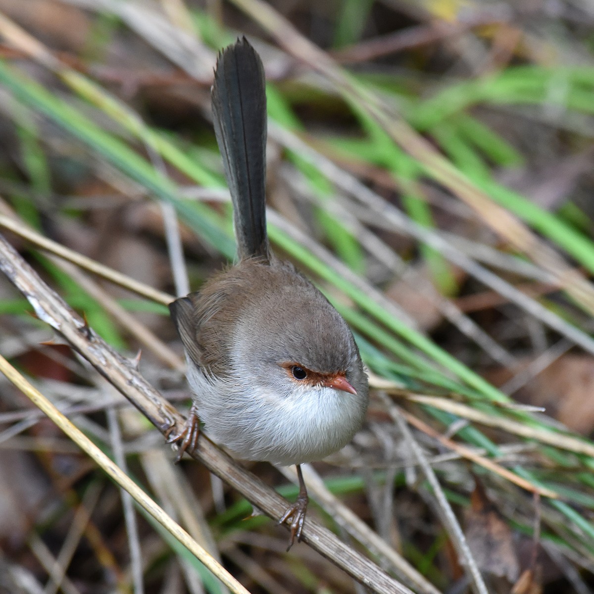 Superb Fairywren - ML104670881