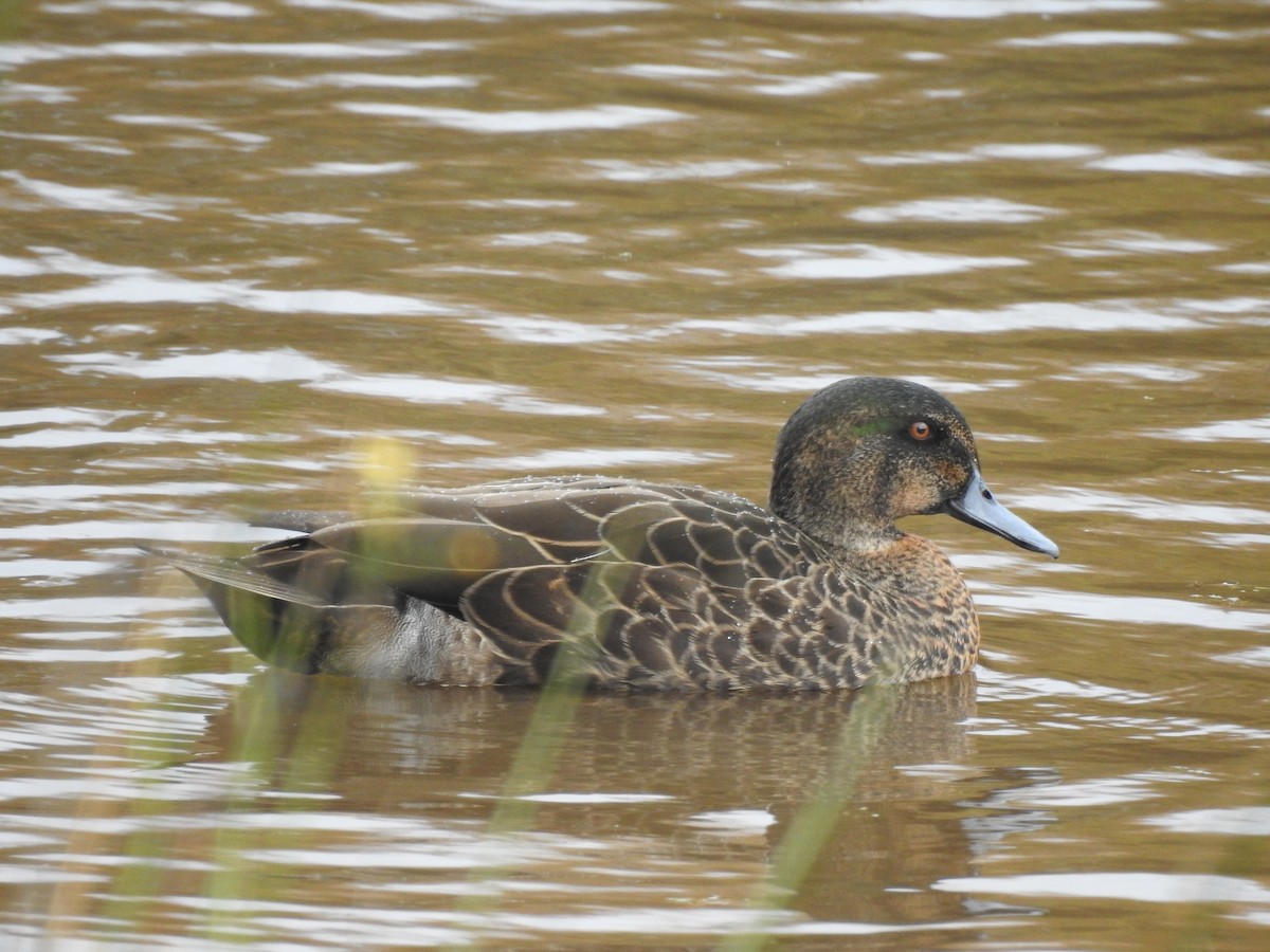 Chestnut Teal - Jeffrey Crawley