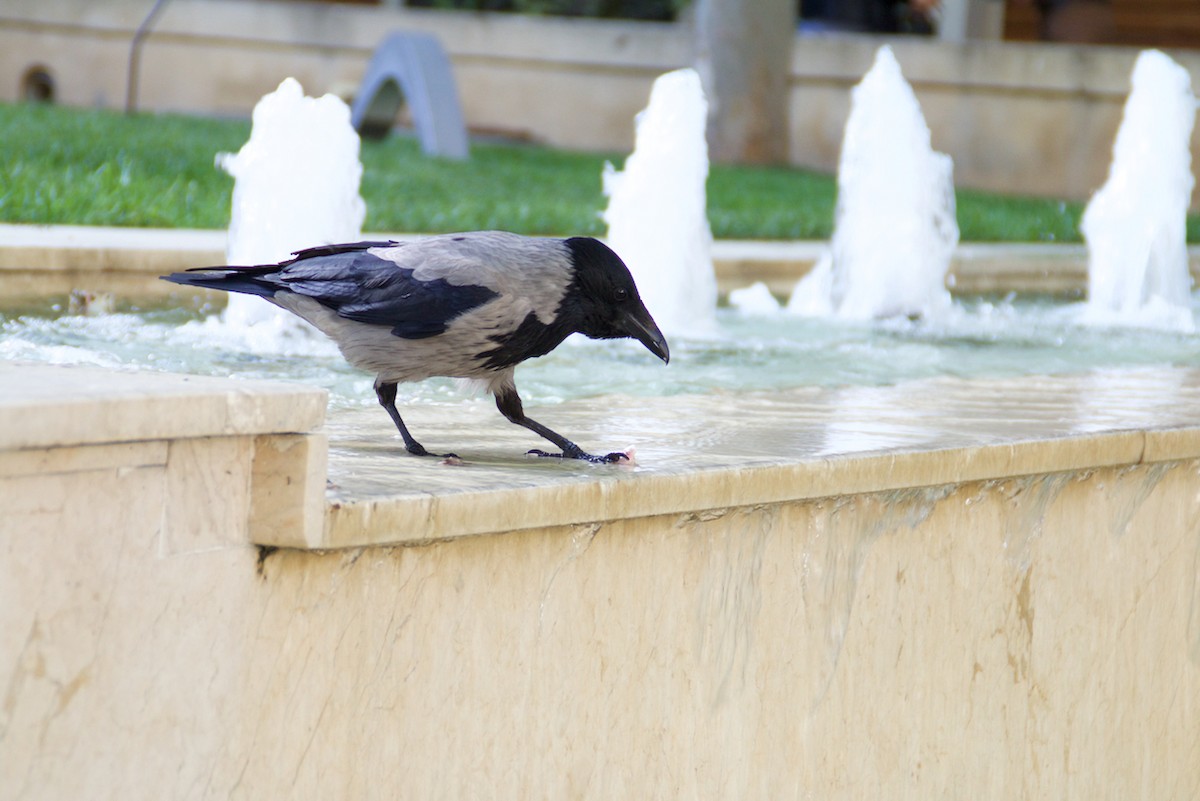 Hooded Crow - ML104672131