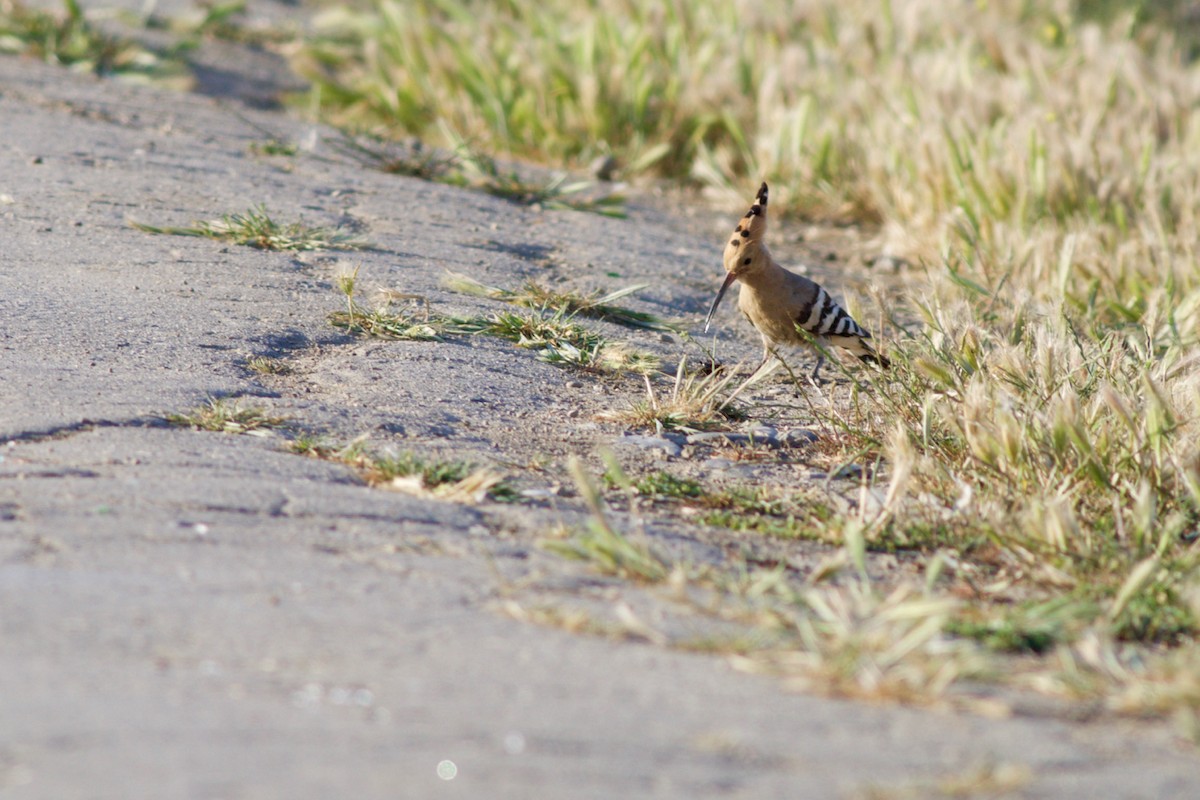 Eurasian Hoopoe - ML104672501