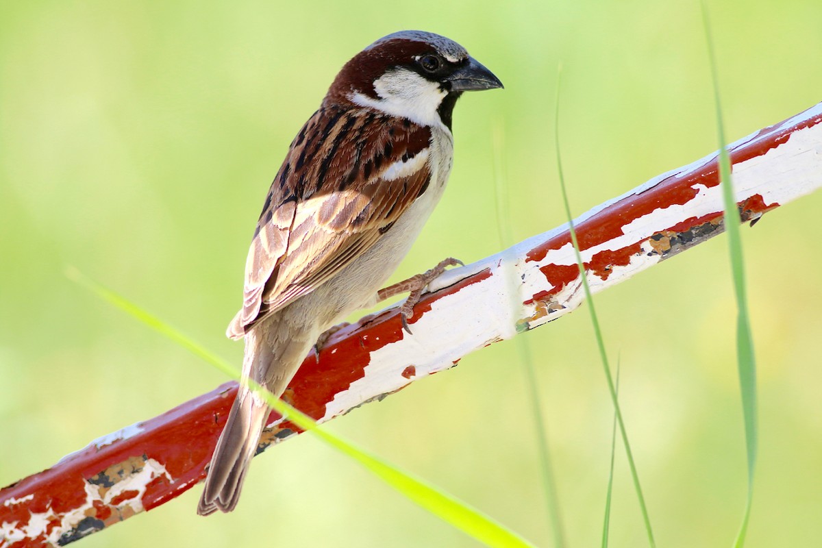 House Sparrow - ML104673501