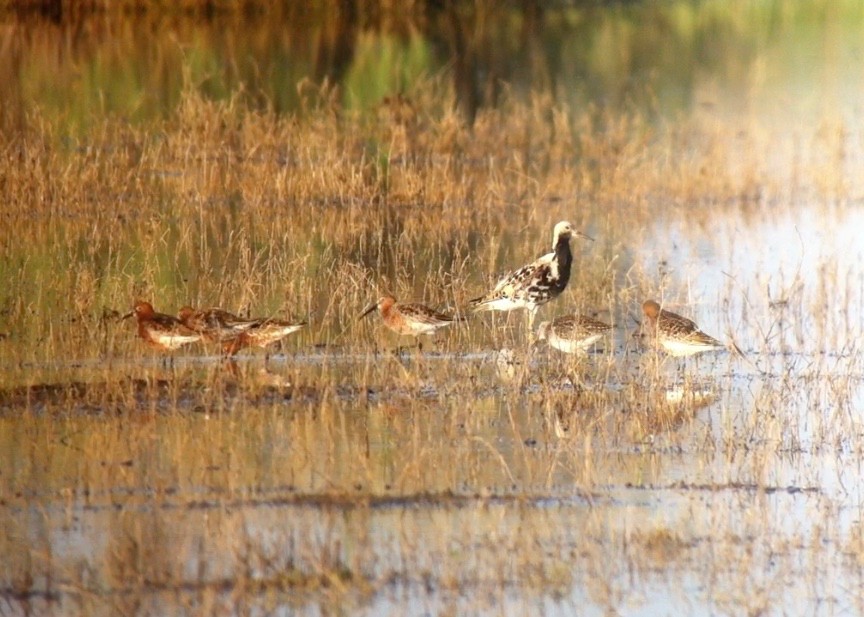 Curlew Sandpiper - ML104673591