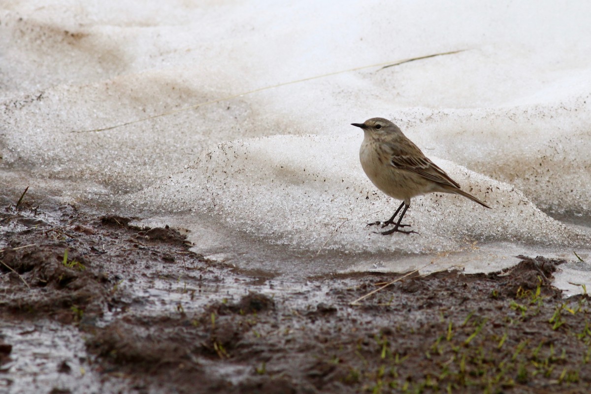 Water Pipit - ML104674981
