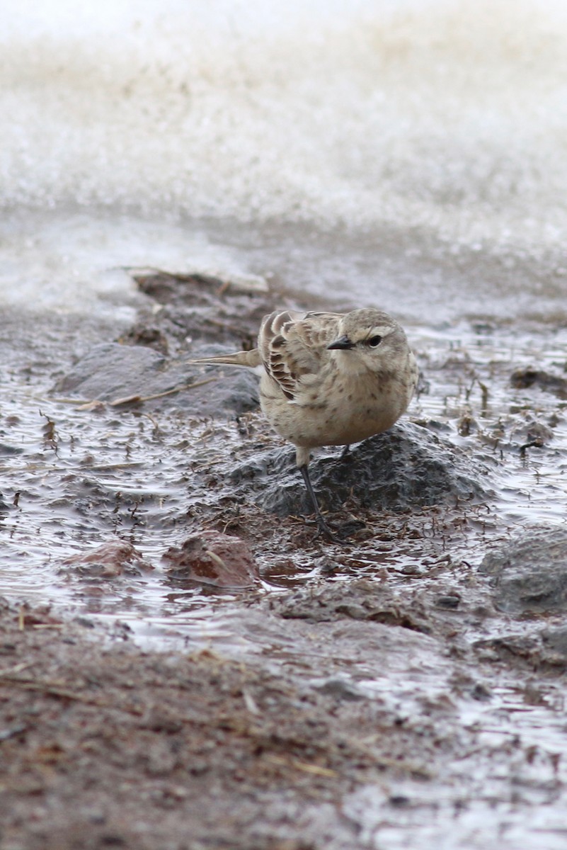 Water Pipit - ML104675001