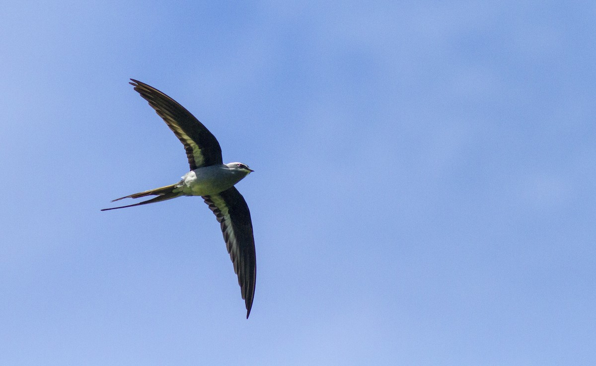 Moustached Treeswift - Benjamin Van Doren
