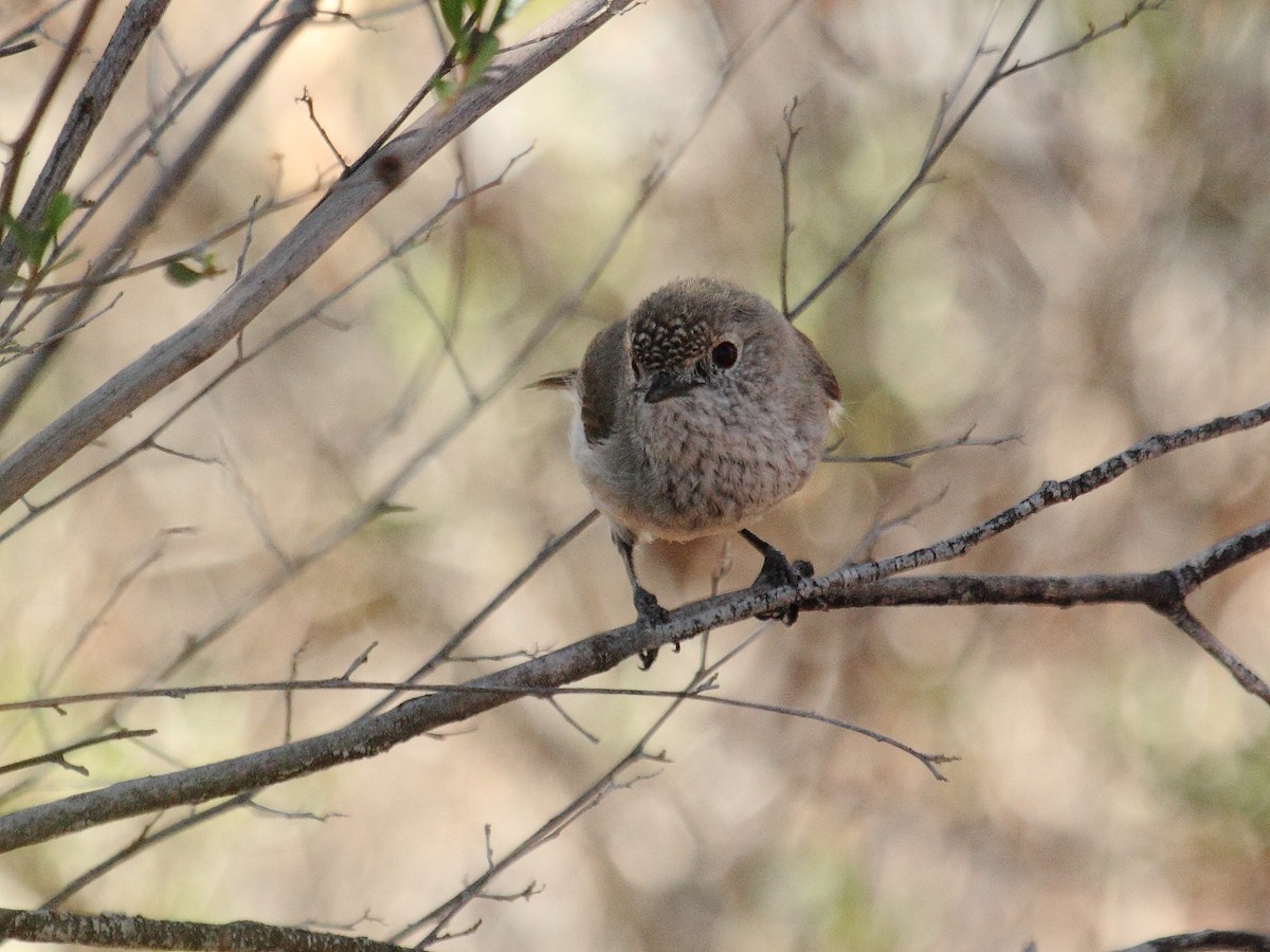 Inland Thornbill - ML104677531