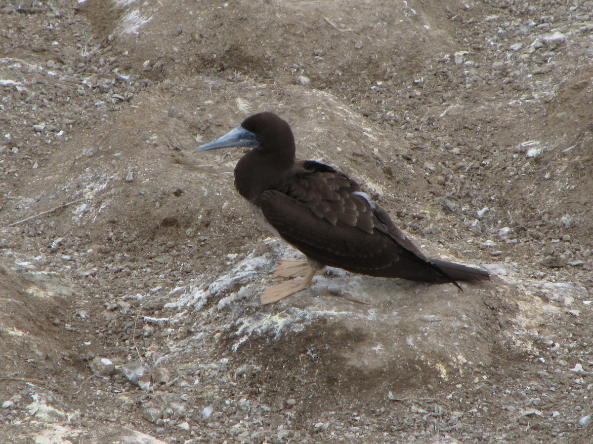 Brown Booby - ML104677611