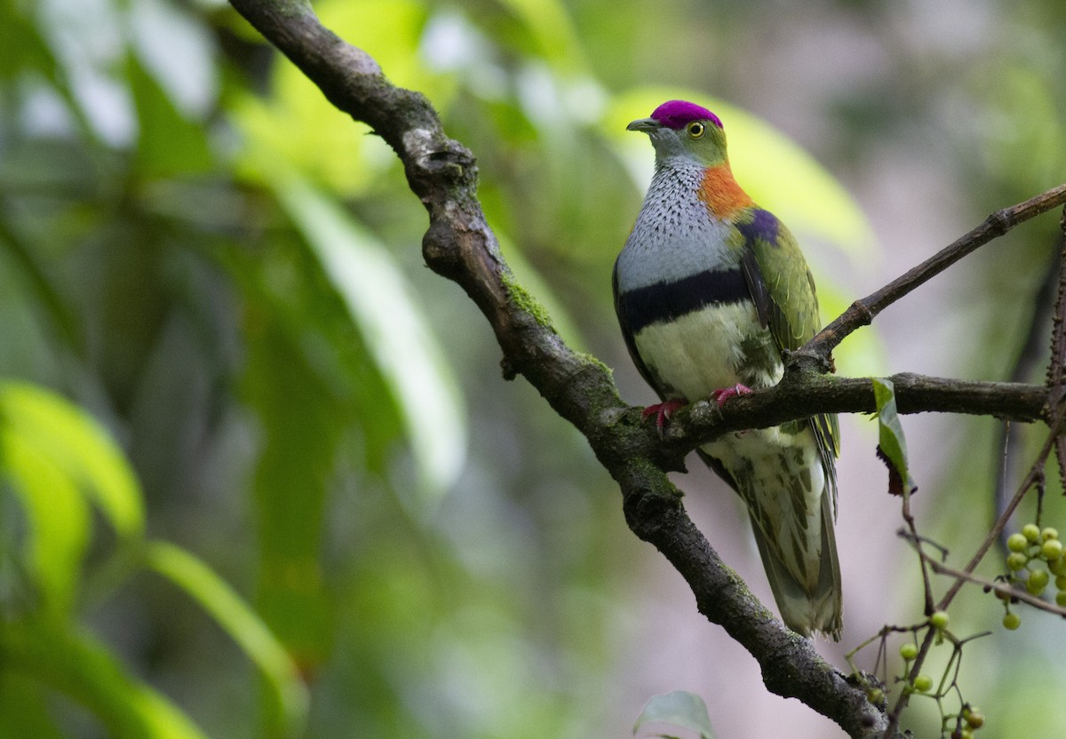 Superb Fruit-Dove - Benjamin Van Doren