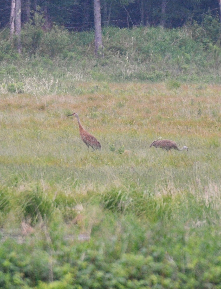 Sandhill Crane - ML104683301