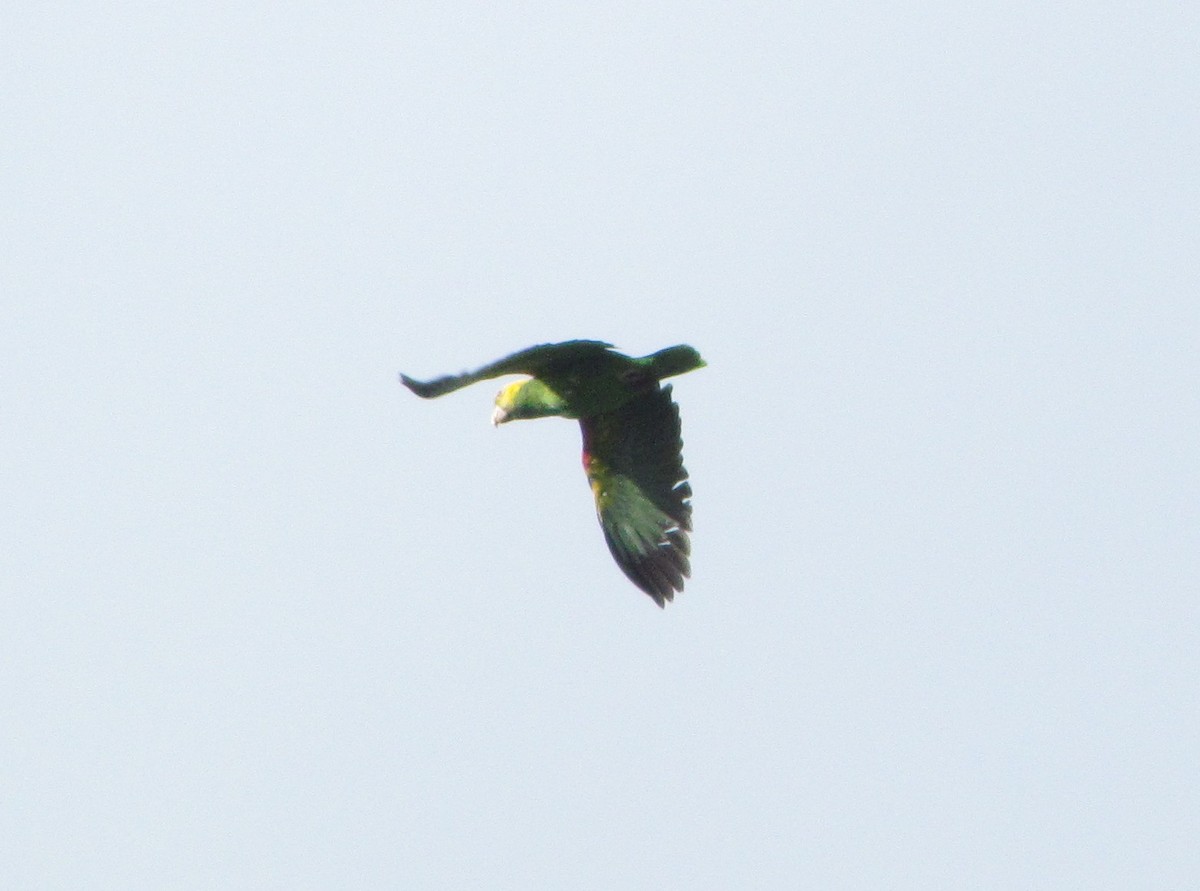 Yellow-headed Amazon - ML104684261
