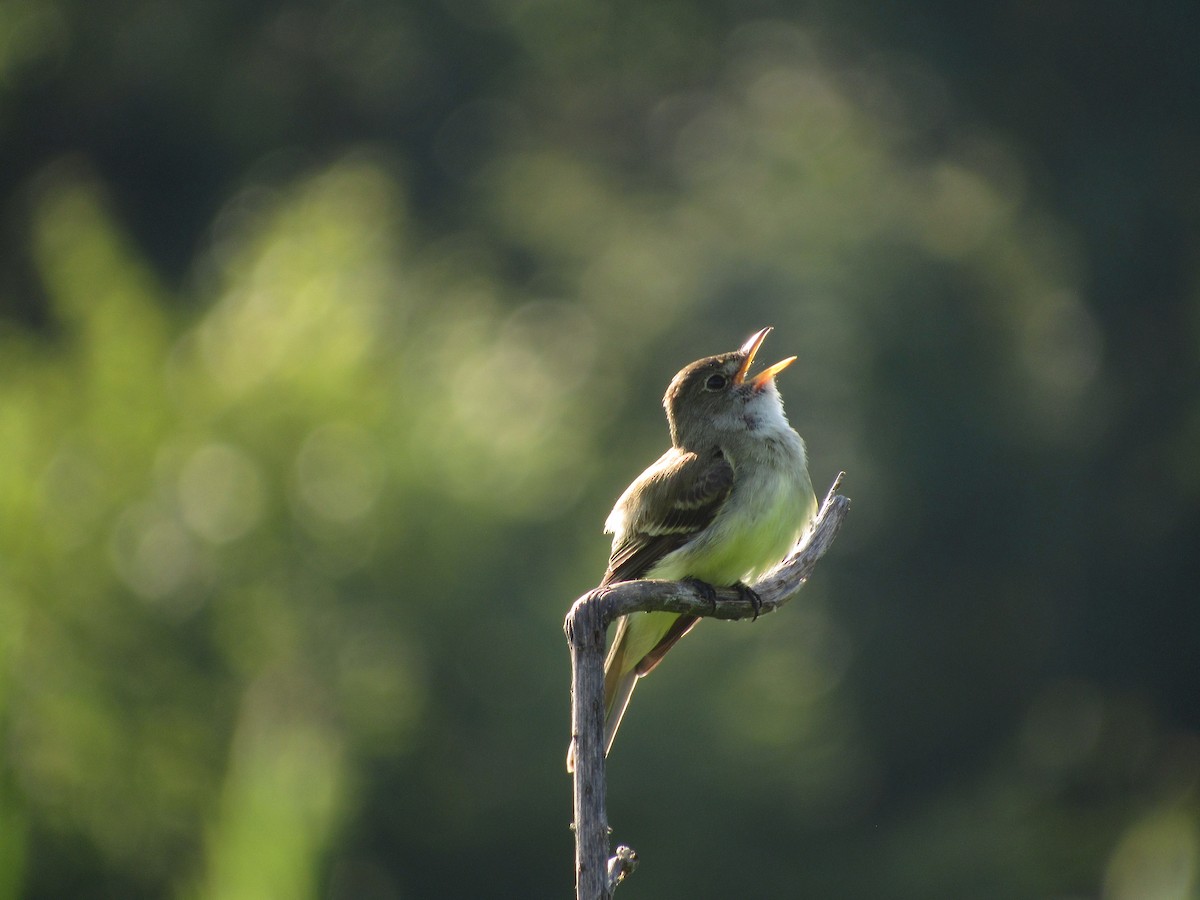 Willow Flycatcher - Tory Pegg