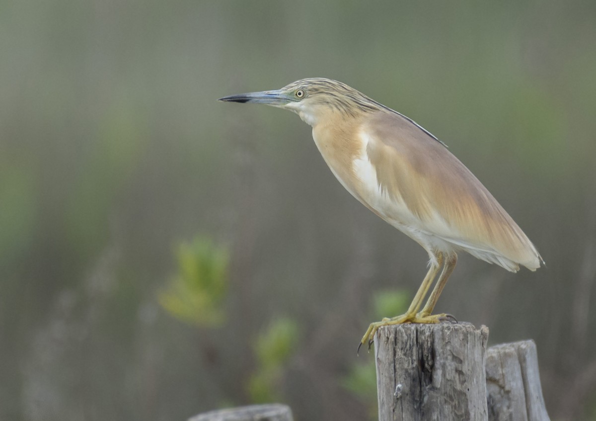 Squacco Heron - Al Božič