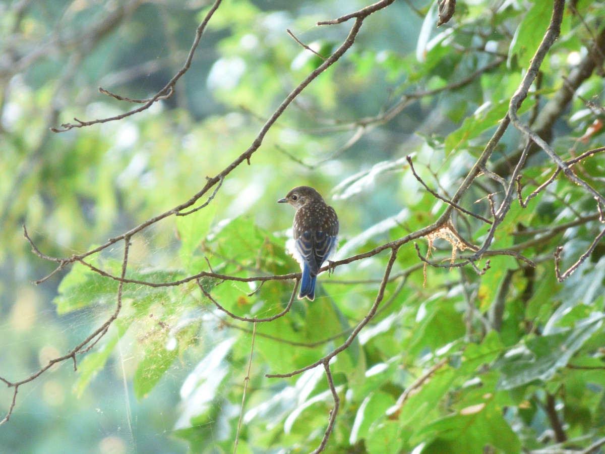 Eastern Bluebird - Brenton Mundt