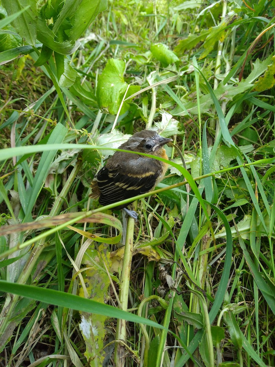 eBird Checklist - 16 Jun 2018 - Sadsbury Woods Preserve - 21 species