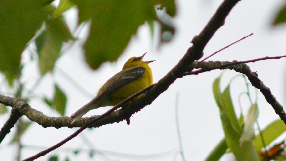 Blue-winged Warbler - ML104691651