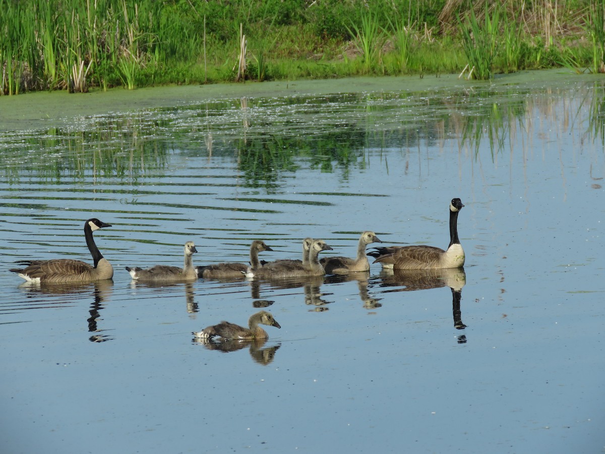 Canada Goose - Cole DiFabio