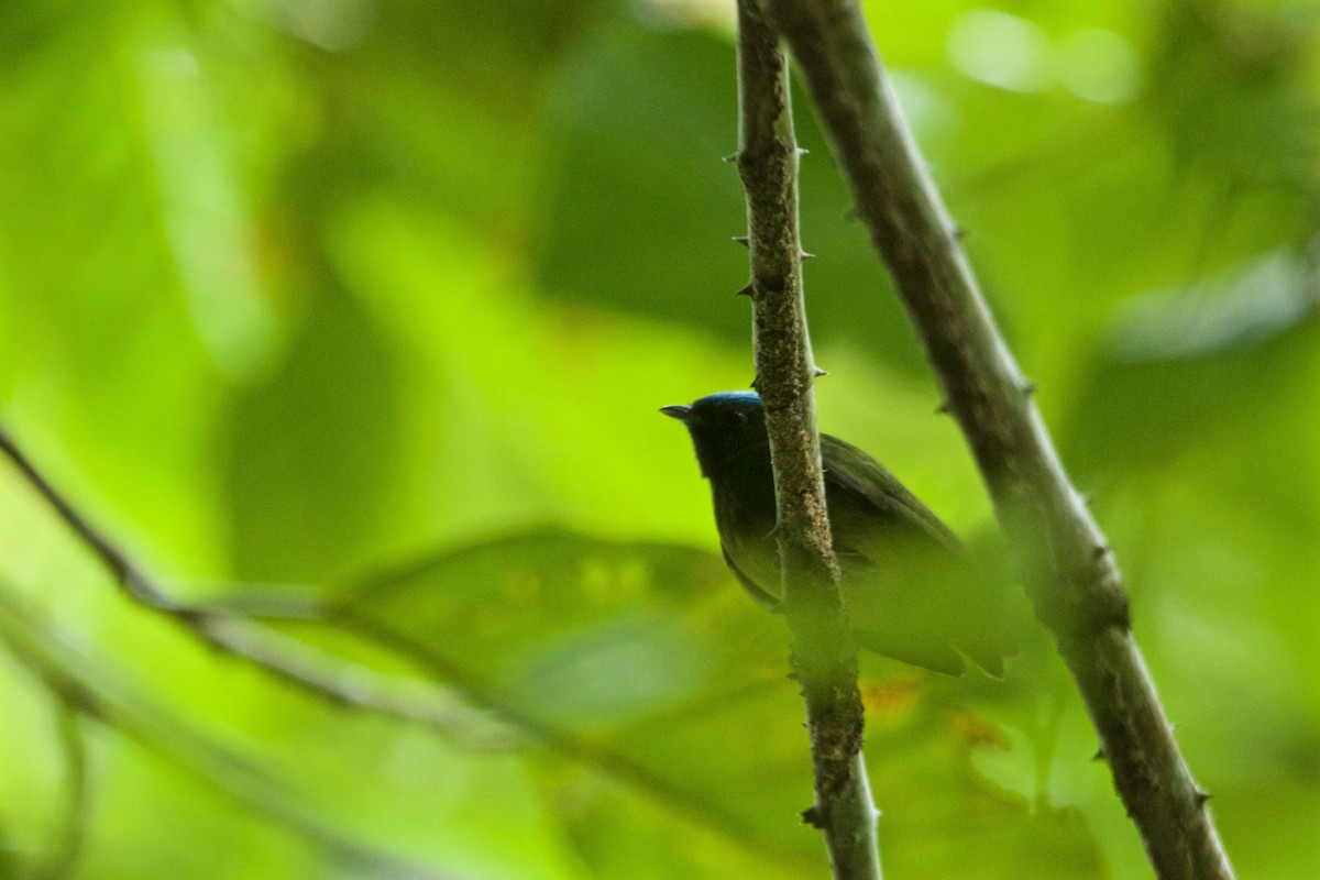 Manakin à tête bleue (groupe exquisita) - ML104694111