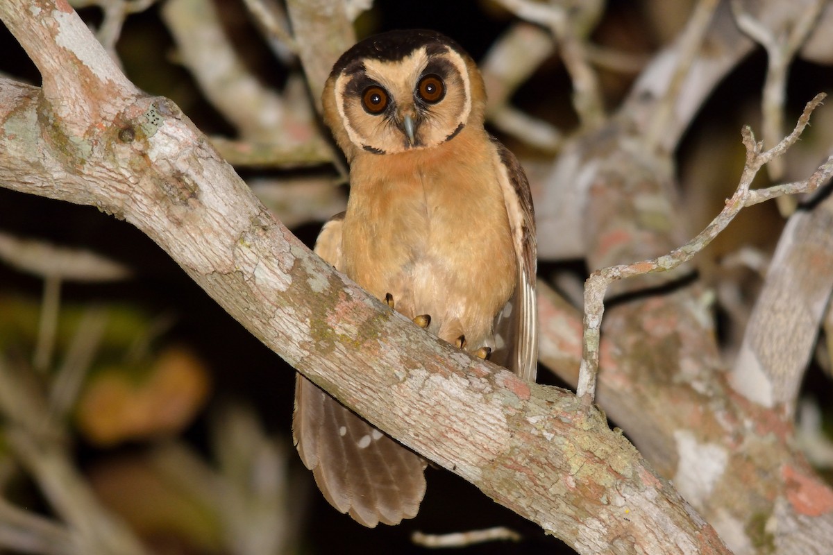 Buff-fronted Owl - Rodrigo Ferronato