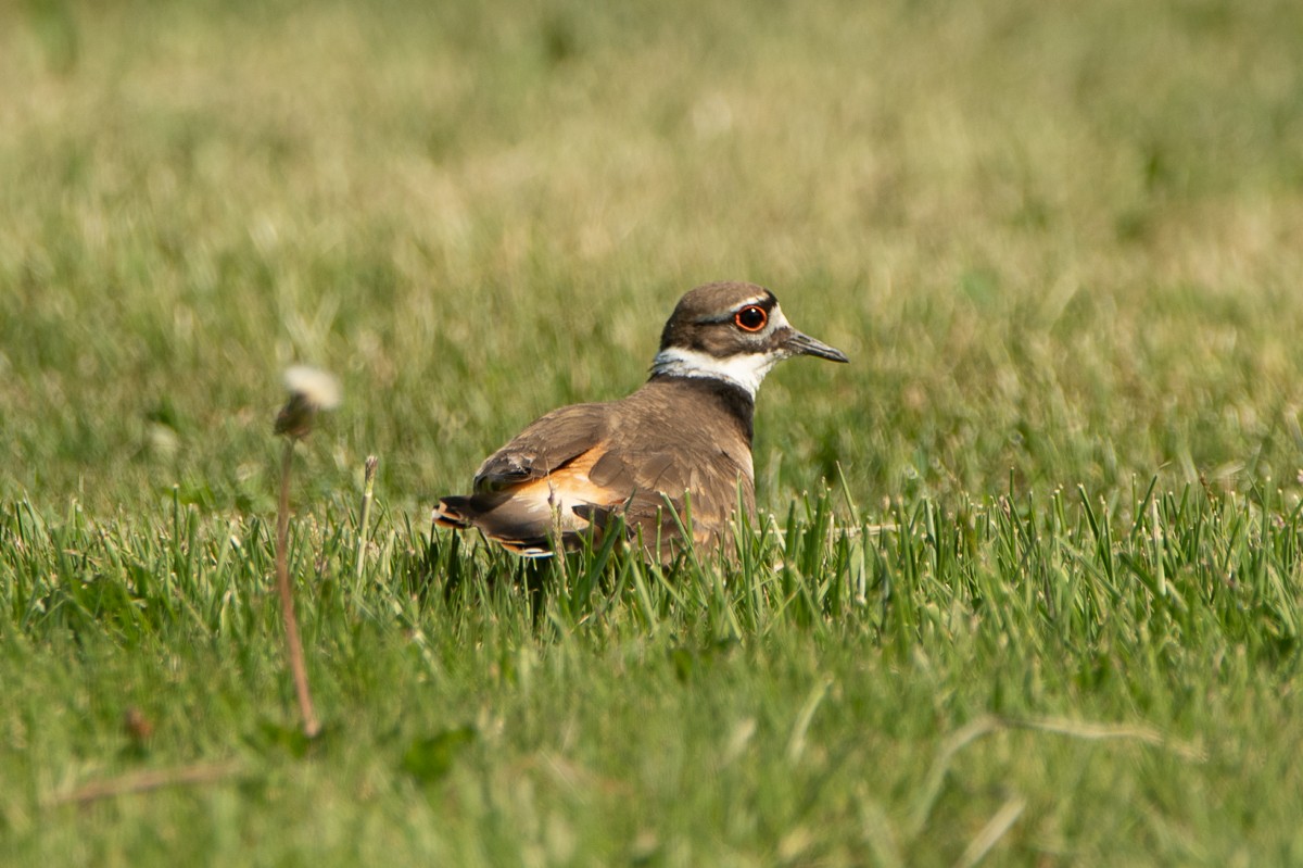 Killdeer - ML104696591