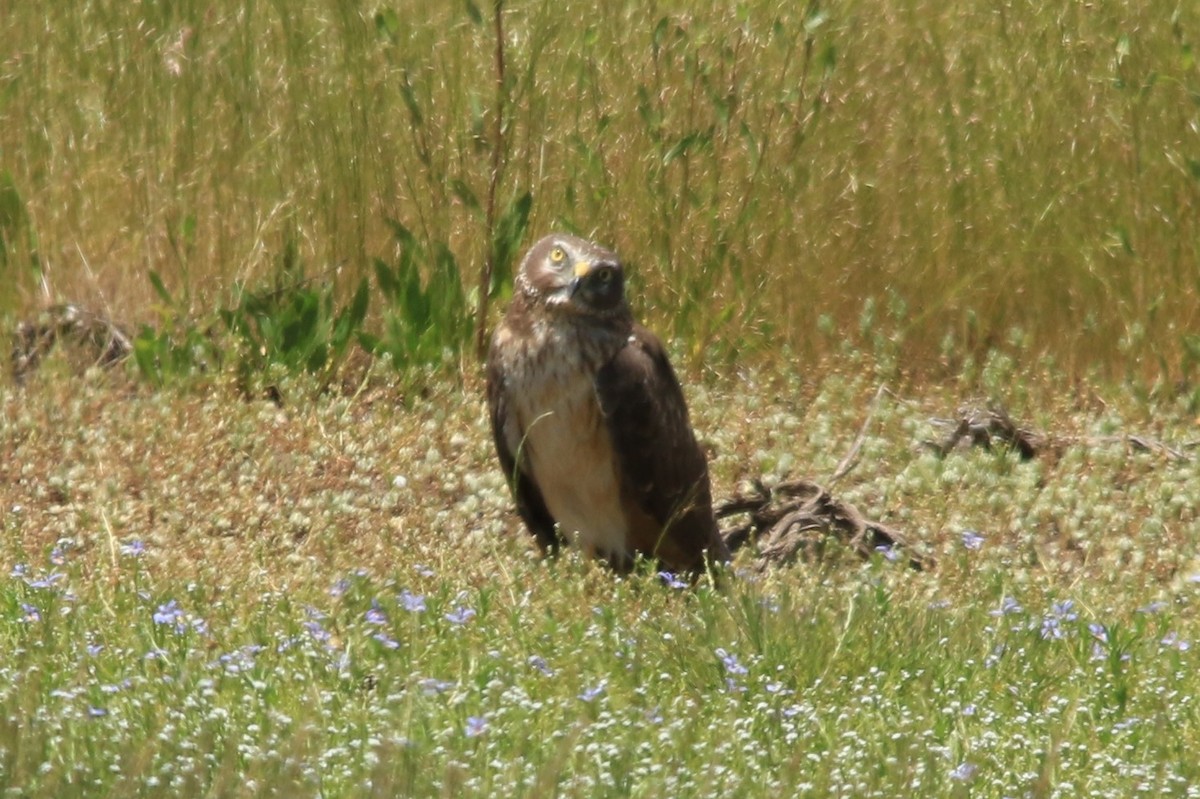 Northern Harrier - ML104696721