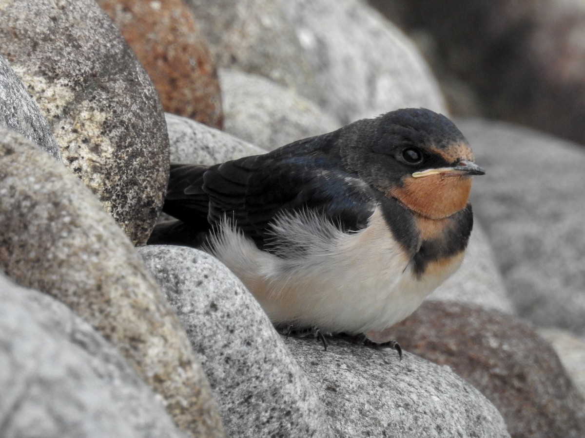 Golondrina Común - ML104696821