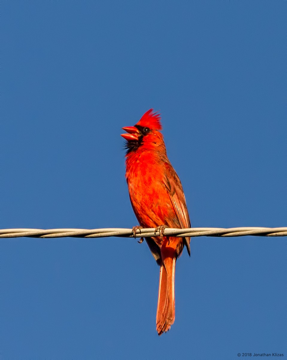 Northern Cardinal - Jonathan Klizas