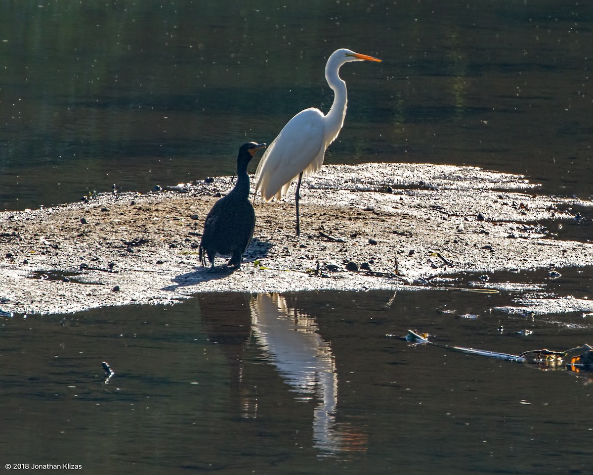 Great Egret - ML104697741