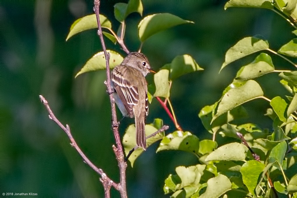 Willow Flycatcher - ML104697841