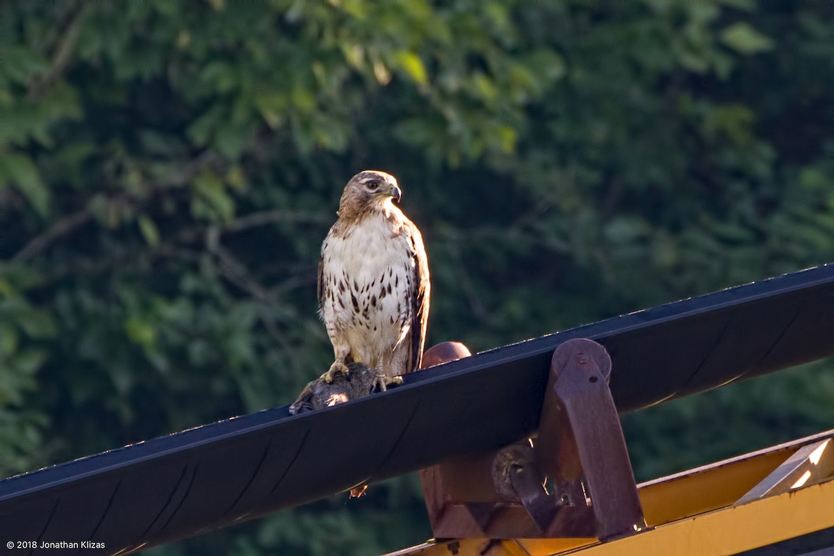 Red-tailed Hawk - Jonathan Klizas