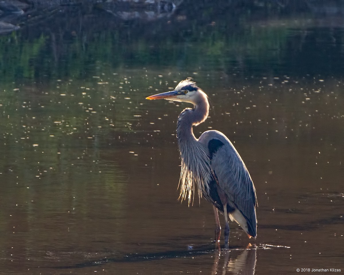 Great Blue Heron - ML104698191