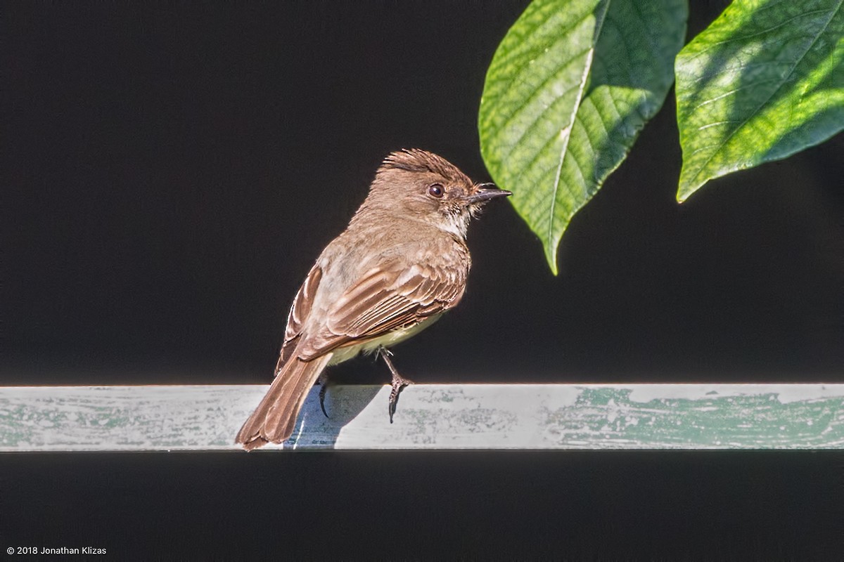 Eastern Phoebe - ML104698221