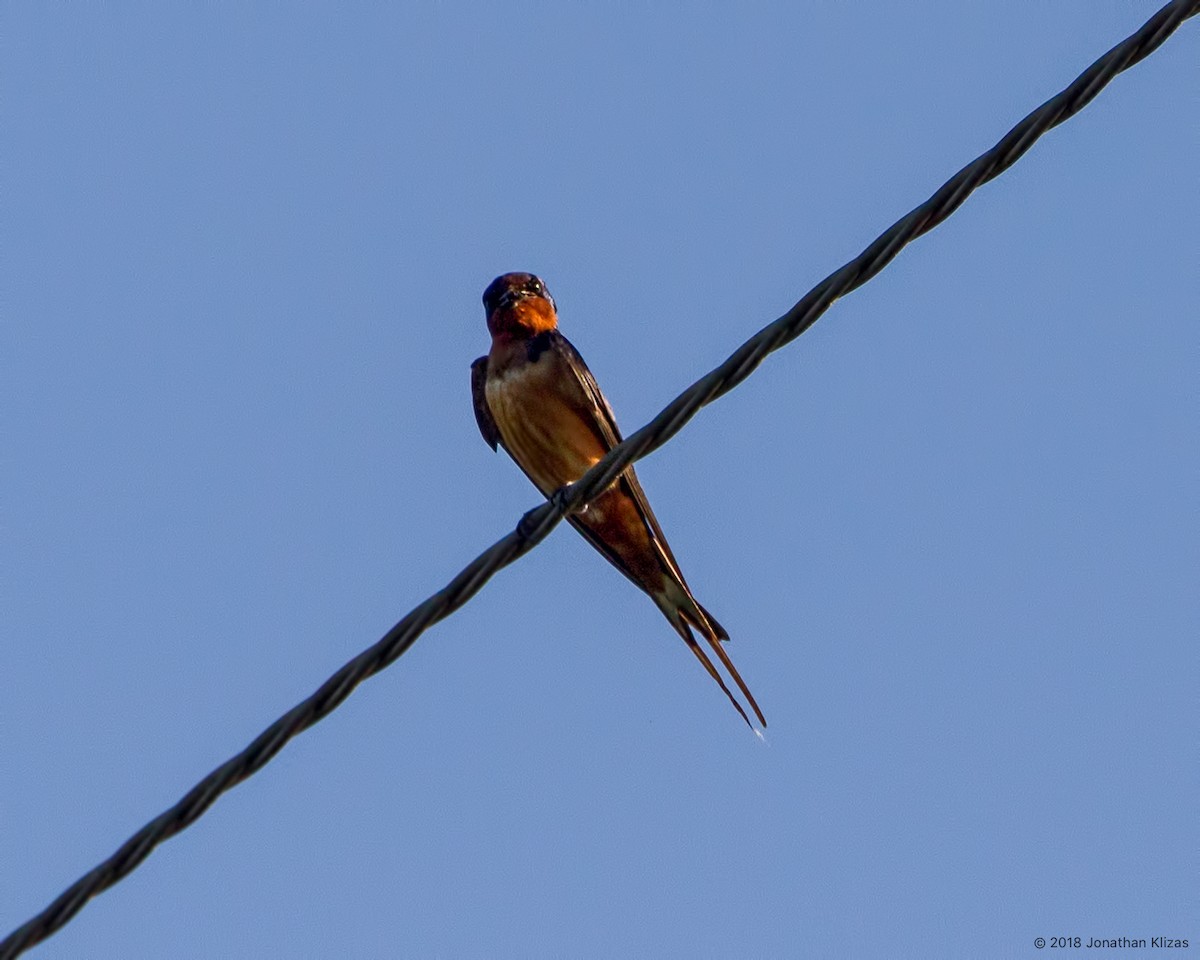 Barn Swallow - ML104698261