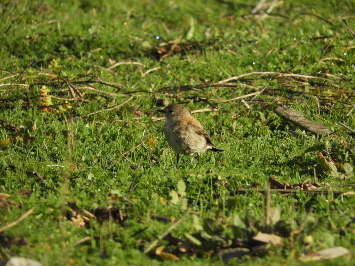 Austral Negrito - ML104698671