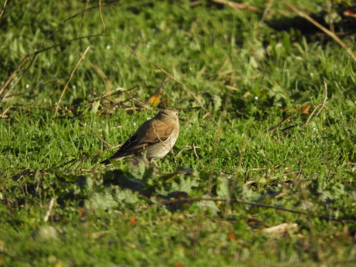 Austral Negrito - ML104698721