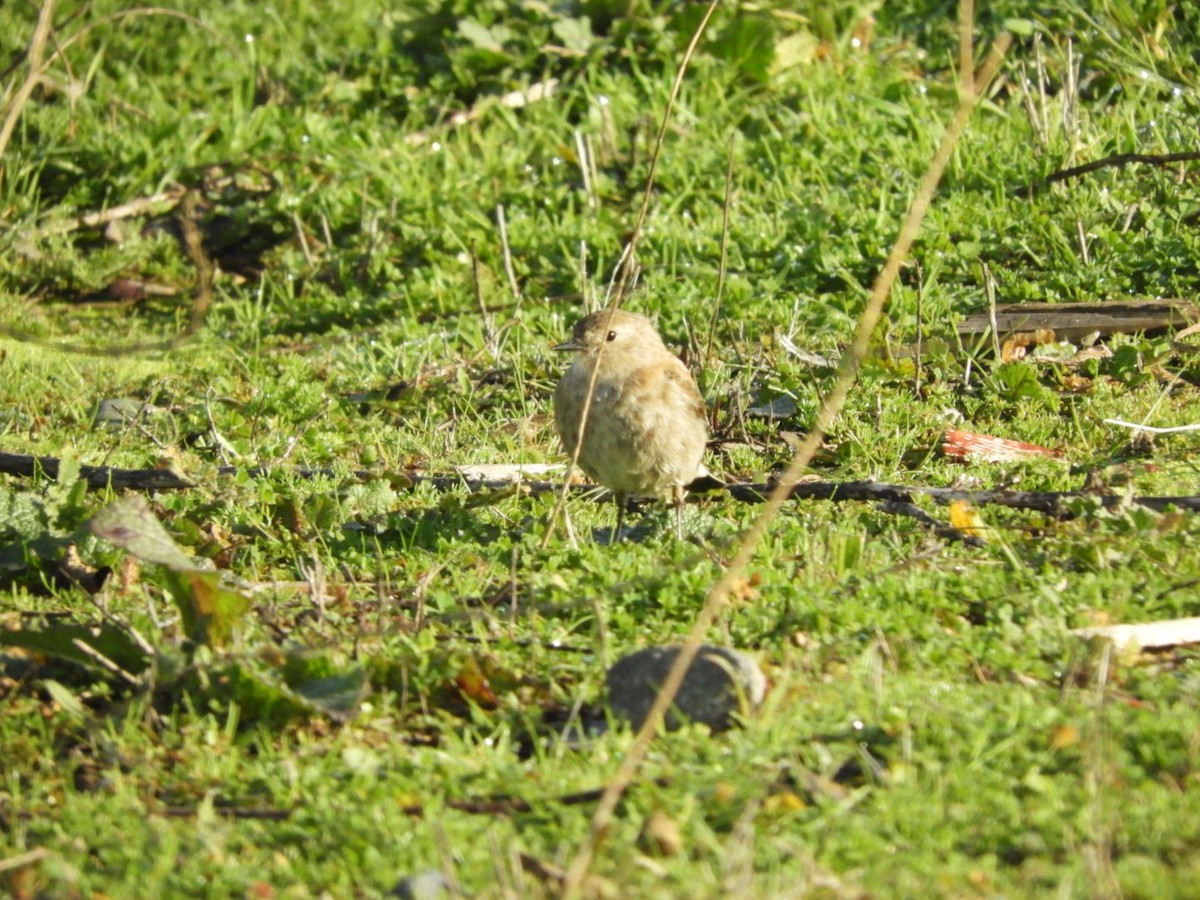 Austral Negrito - ML104698751