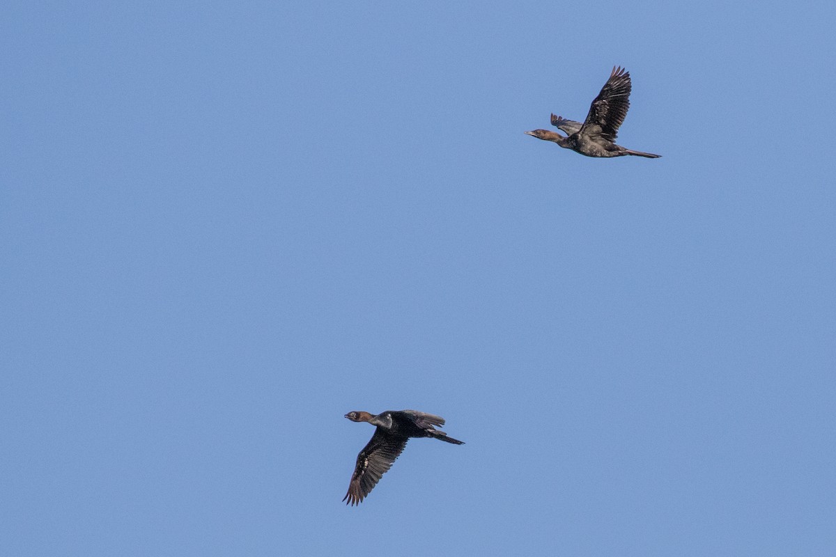 Pygmy Cormorant - ML104699761