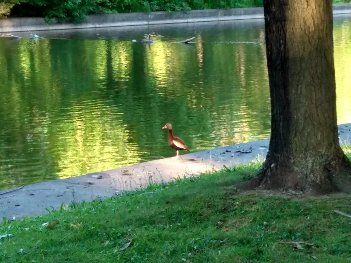 Black-bellied Whistling-Duck - ML104699791