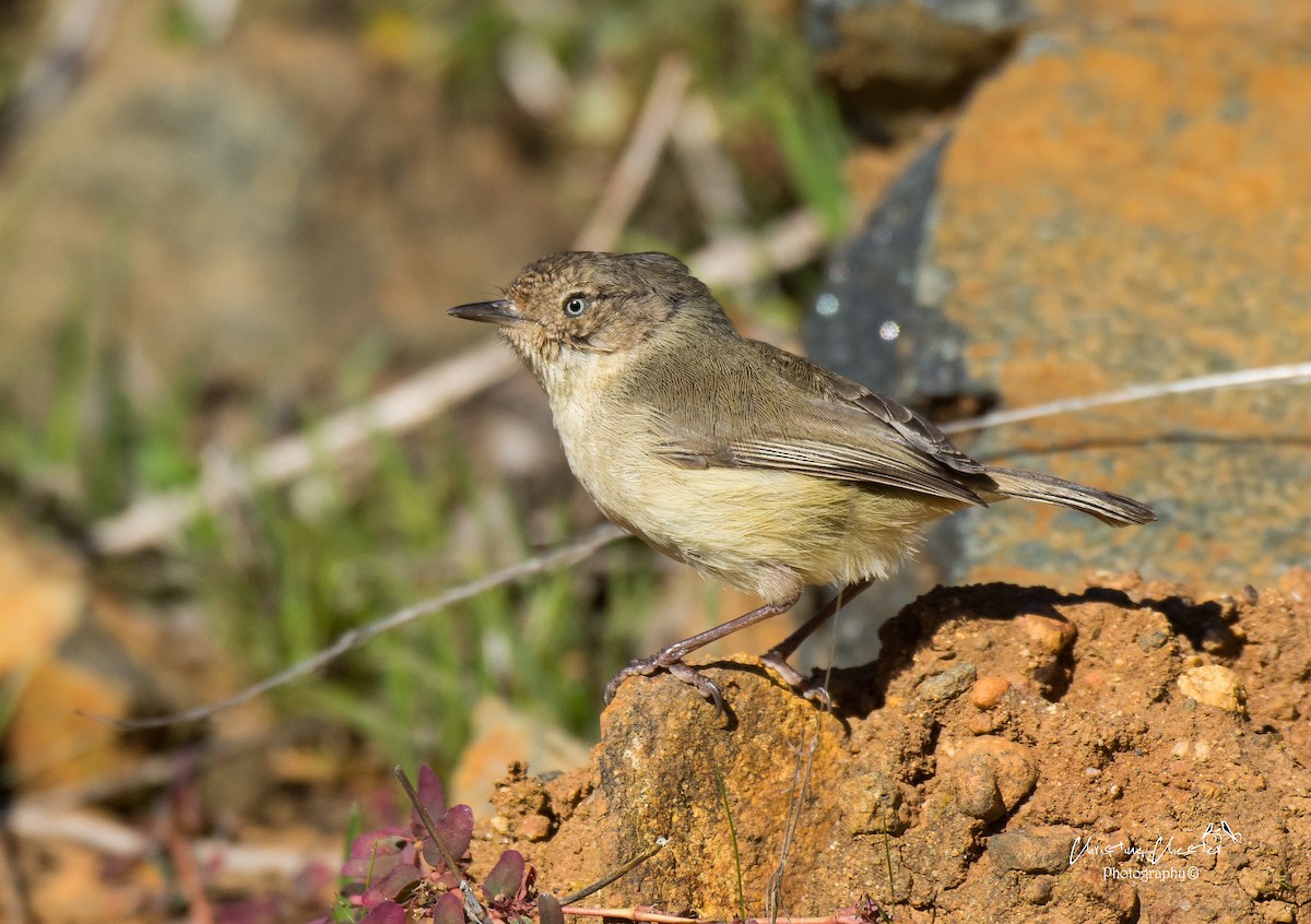 Western Thornbill - Christine  Chester
