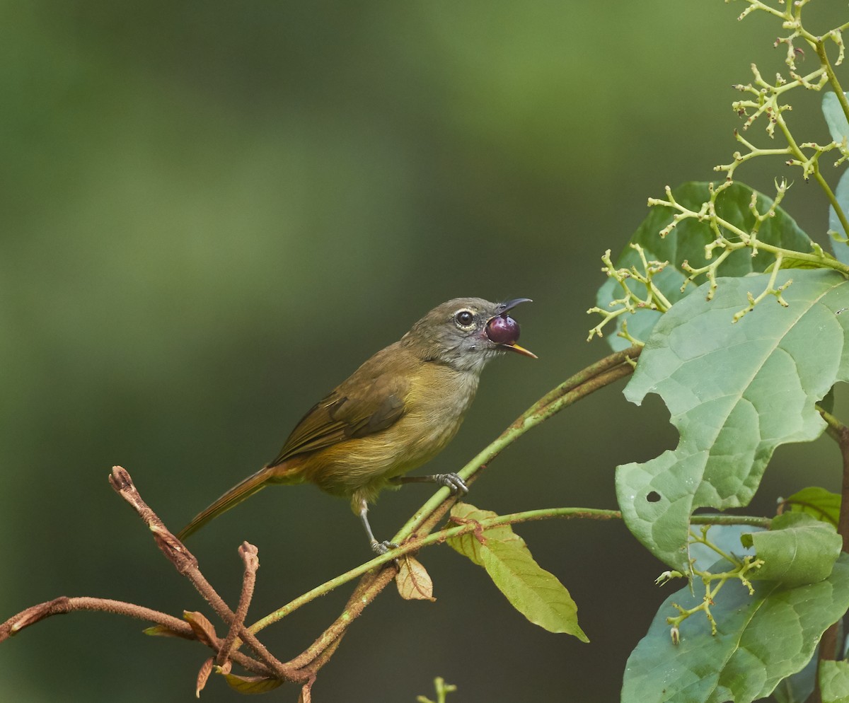 Gray Greenbul - Magnus Grylle