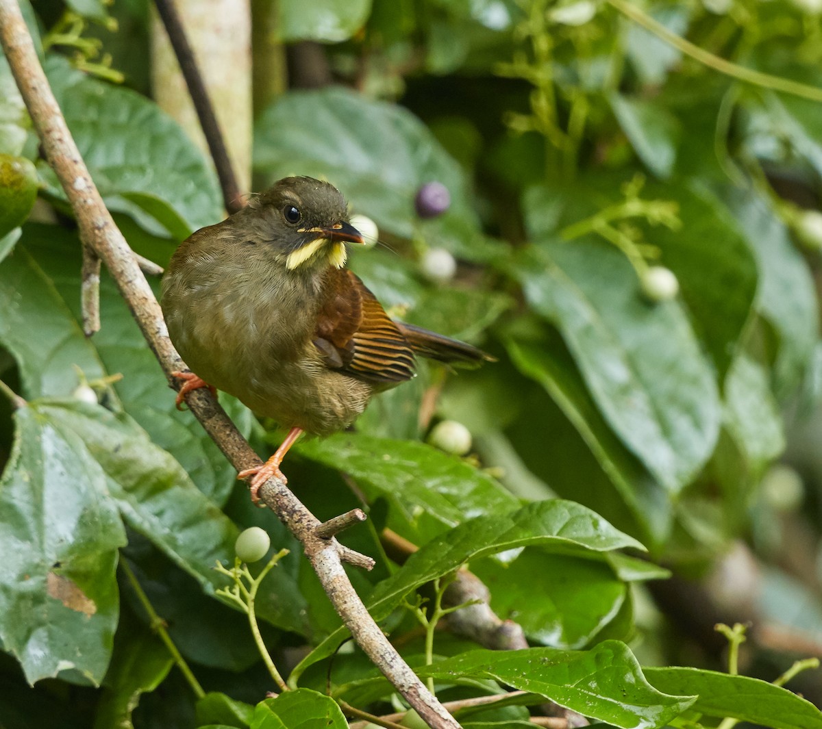 Yellow-whiskered Greenbul - ML104702251