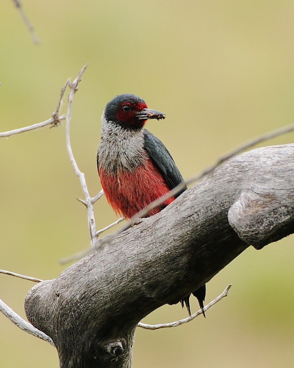 Lewis's Woodpecker - ML104703241