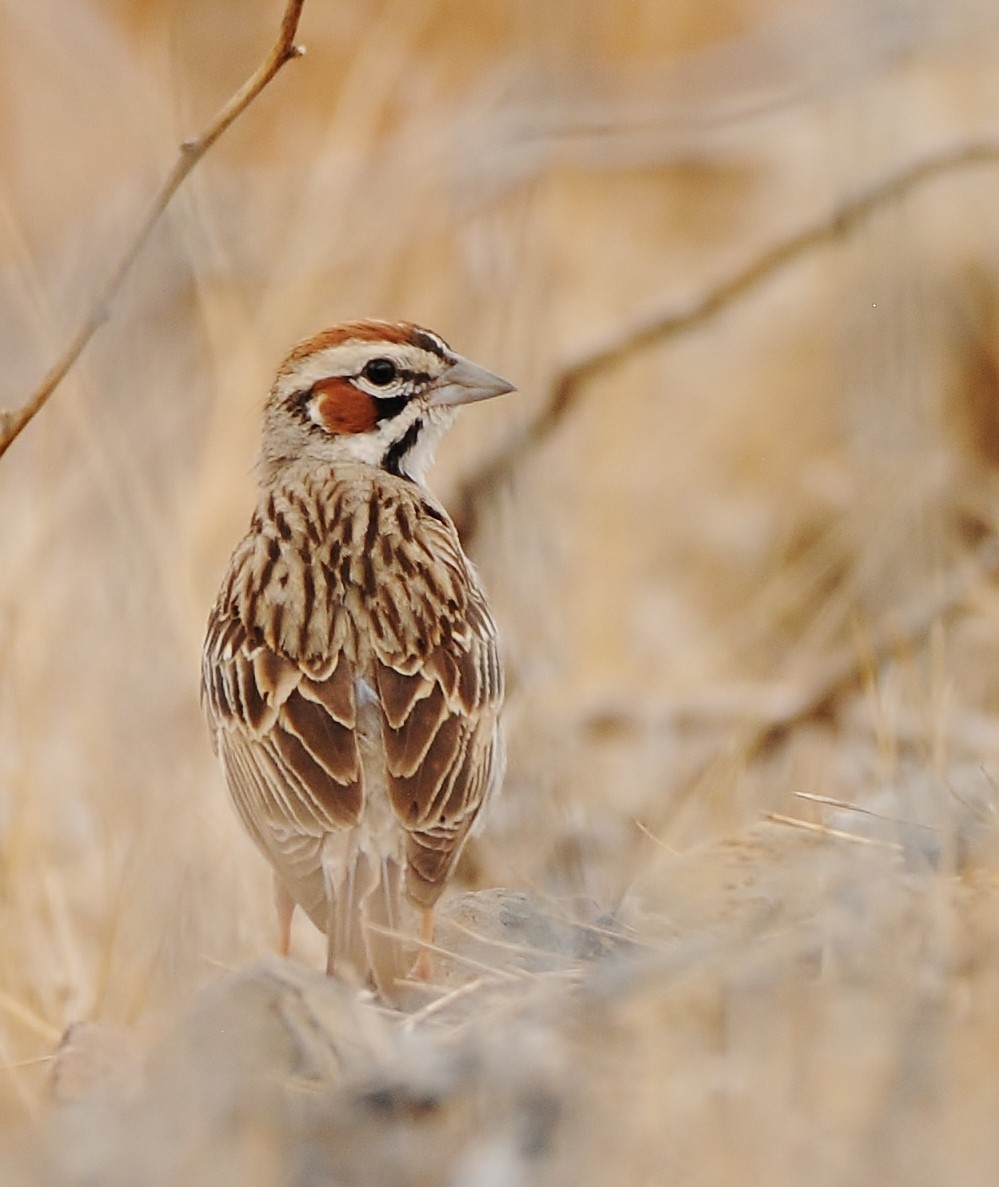 Lark Sparrow - ML104704341