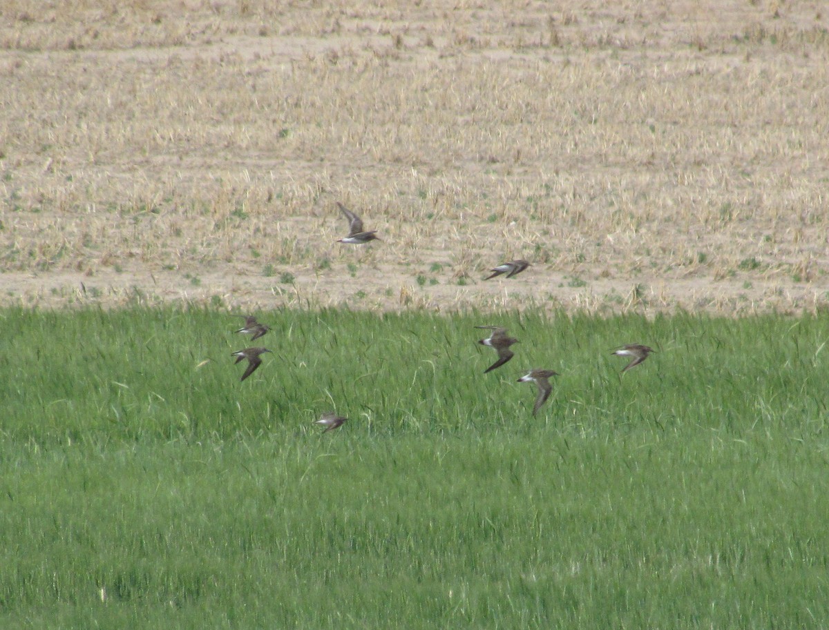 White-rumped Sandpiper - ML104705231