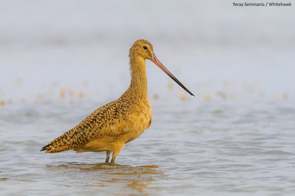 Marbled Godwit - ML104705311