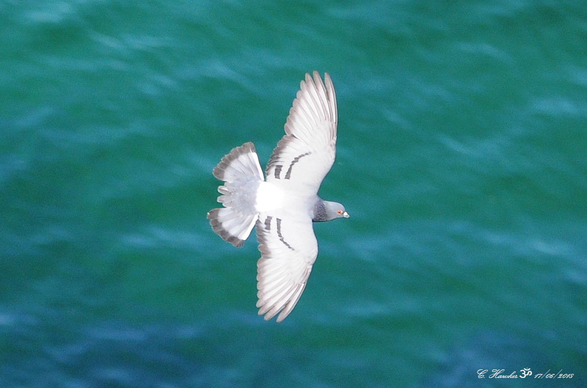 Rock Pigeon (Wild type) - ML104705861