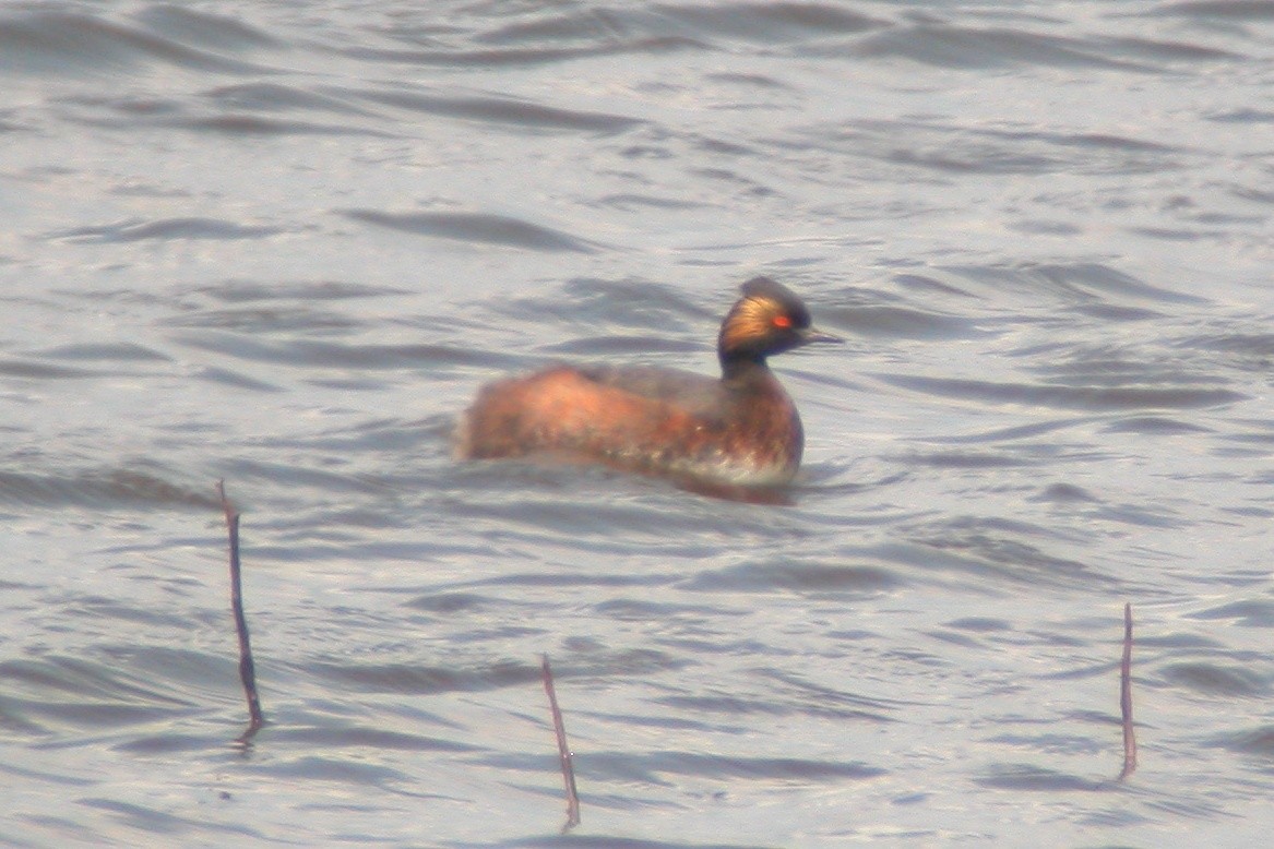 Eared Grebe - ML104706891