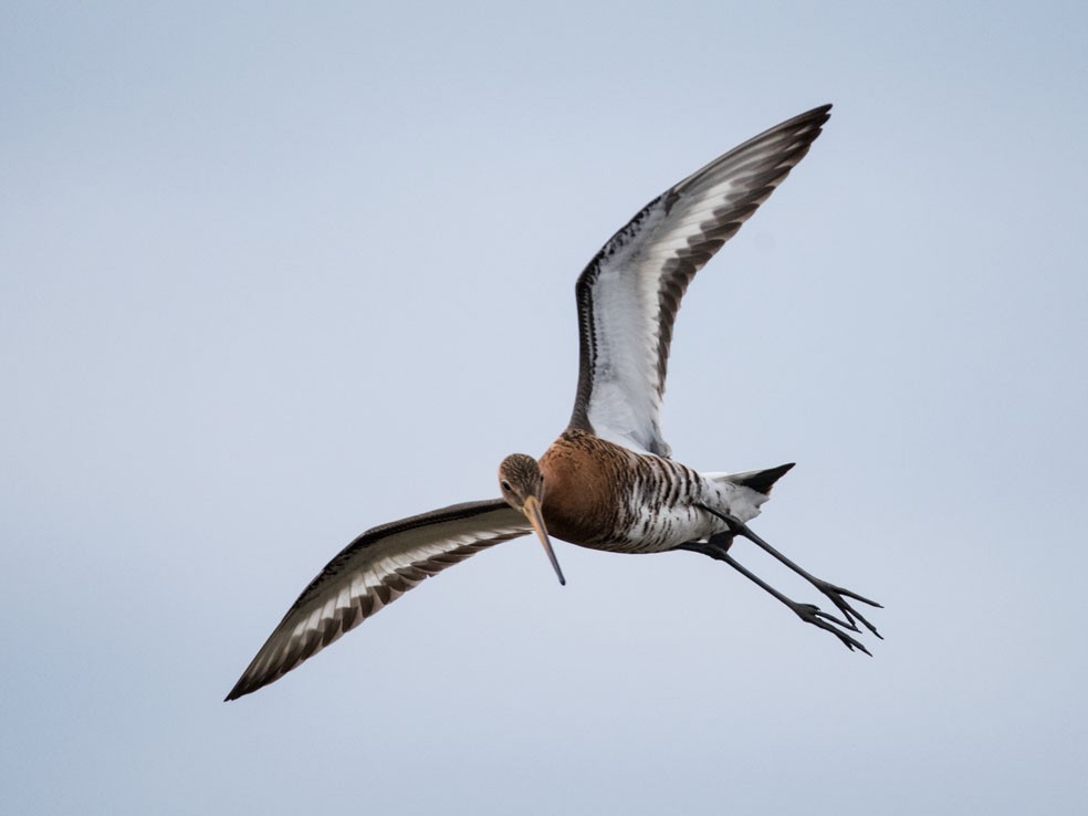Black-tailed Godwit - Svein Ole Mikalsen
