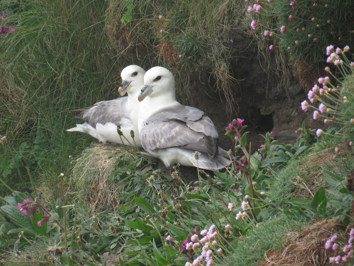 Northern Fulmar - ML104709321